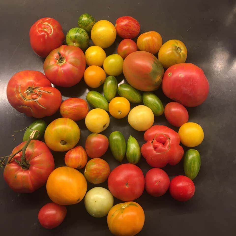 Verschiedenfarbige Tomaten und kleine Gurken auf dunklem Grund